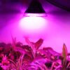 Taimekasvatuslamp LED PAR 12W - Image 2